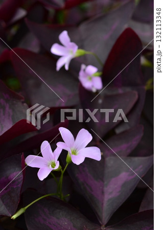 植物：インカノカタバミ　カタバミ科 132113348