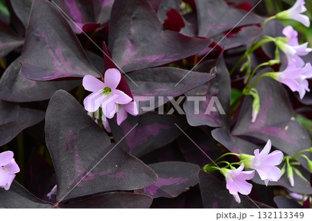 植物：インカノカタバミ　カタバミ科 132113349