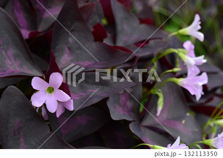 植物：インカノカタバミ　カタバミ科 132113350