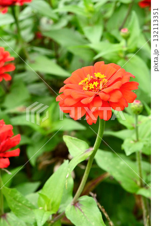 植物:ヒャクニチソウ キク科 植物:ヒャクニチソウ キク科 132113351