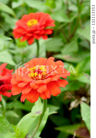 植物：ヒャクニチソウ　キク科 132113353