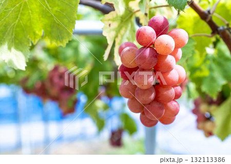 クイーンニーナのぶどう狩り　秋の味覚　宮城県仙台市 132113386