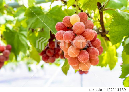 クイーンニーナのぶどう狩り　秋の味覚　宮城県仙台市 132113389