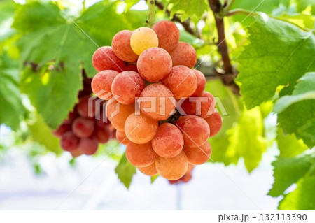 クイーンニーナのぶどう狩り　秋の味覚　宮城県仙台市 132113390