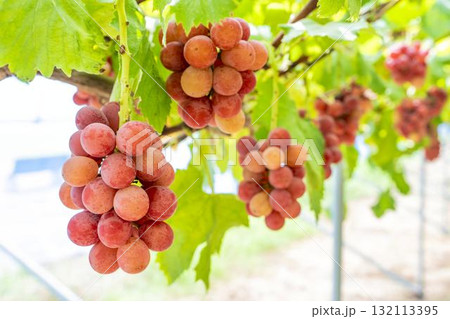 クイーンニーナのぶどう狩り 秋の味覚 宮城県仙台市 クイーンニーナのぶどう狩り 秋の味覚 宮城県仙台市 132113395