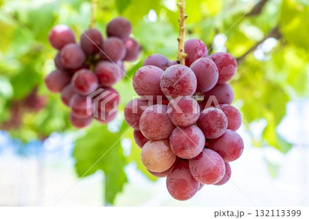 クイーンニーナのぶどう狩り　秋の味覚　宮城県仙台市 132113399