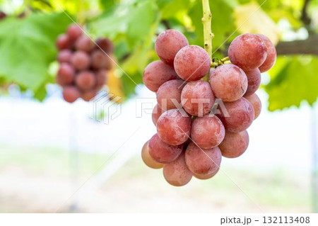 クイーンニーナのぶどう狩り　秋の味覚　宮城県仙台市 132113408