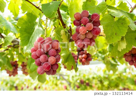 クイーンニーナのぶどう狩り　秋の味覚　宮城県仙台市 132113414