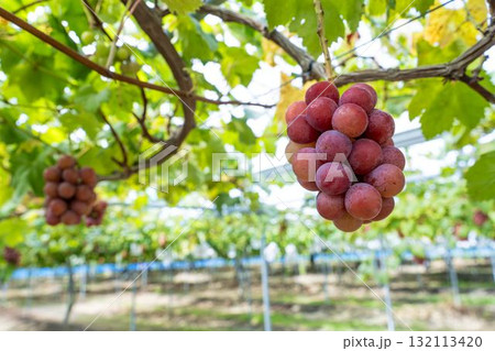 クイーンニーナのぶどう狩り　秋の味覚　宮城県仙台市 132113420