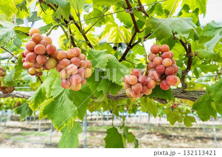 クイーンニーナのぶどう狩り　秋の味覚　宮城県仙台市 132113421
