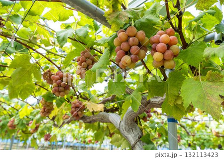 クイーンニーナのぶどう狩り　秋の味覚　宮城県仙台市 132113423