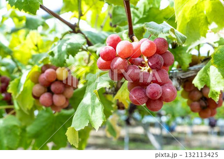 クイーンニーナのぶどう狩り 秋の味覚 宮城県仙台市 クイーンニーナのぶどう狩り 秋の味覚 宮城県仙台市 132113425