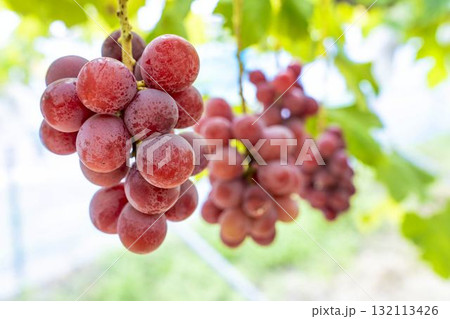 クイーンニーナのぶどう狩り　秋の味覚　宮城県仙台市 132113426