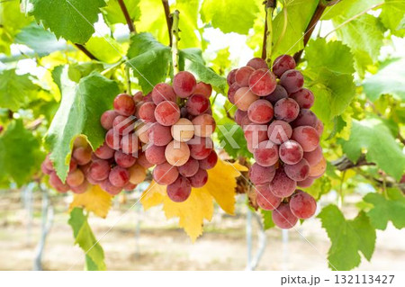 クイーンニーナのぶどう狩り 秋の味覚 宮城県仙台市 クイーンニーナのぶどう狩り 秋の味覚 宮城県仙台市 132113427