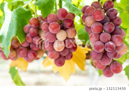 クイーンニーナのぶどう狩り　秋の味覚　宮城県仙台市 132113430