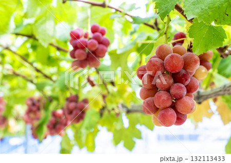 クイーンニーナのぶどう狩り 秋の味覚 宮城県仙台市 クイーンニーナのぶどう狩り 秋の味覚 宮城県仙台市 132113433
