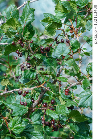 キルギス_アラ・キョリ湖-カラコル_高山植物 132113439