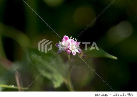 信濃川・やすらぎ堤の溝蕎麦(みぞそば) 132113469