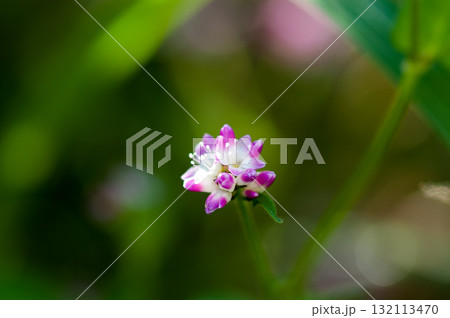 信濃川・やすらぎ堤の溝蕎麦(みぞそば) 132113470