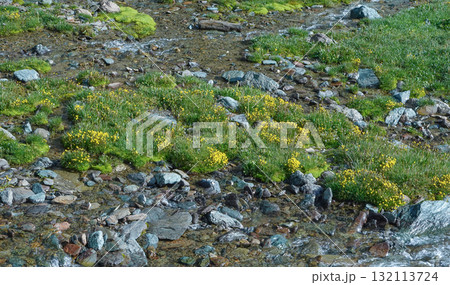 キルギス_カラコル峡谷-Telety Pass_高山植物 132113724