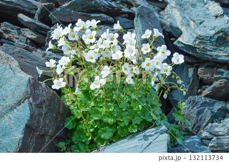 キルギス_Telety Pass_高山植物 キルギス_Telety Pass_高山植物 132113734