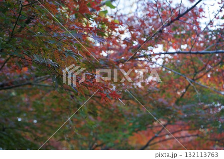 秋の陽に輝く紅葉 132113763