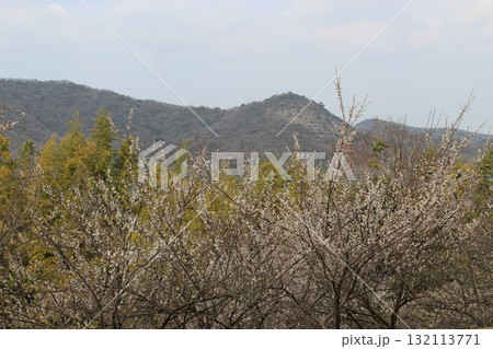 龍野梅林　お祭り　春の訪れ　初春　姫路 132113771