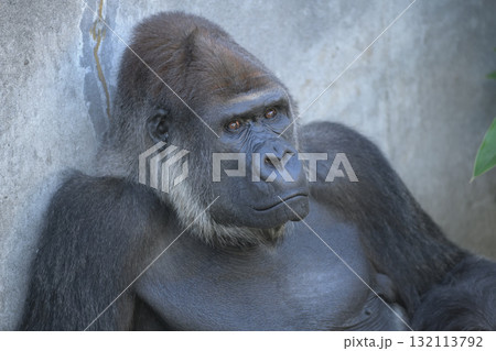 観客をいぶかしそうに見るゴリラ 観客をいぶかしそうに見るゴリラ 132113792