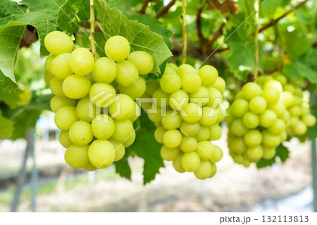 シャインマスカットのぶどう狩り  秋の味覚　宮城県仙台市 132113813