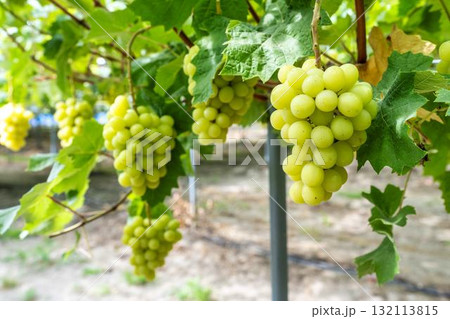 シャインマスカットのぶどう狩り 秋の味覚 宮城県仙台市 シャインマスカットのぶどう狩り 秋の味覚 宮城県仙台市 132113815