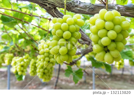 シャインマスカットのぶどう狩り  秋の味覚　宮城県仙台市 132113820