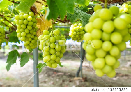 シャインマスカットのぶどう狩り  秋の味覚　宮城県仙台市 132113822