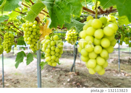 シャインマスカットのぶどう狩り  秋の味覚　宮城県仙台市 132113823