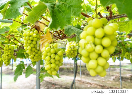シャインマスカットのぶどう狩り  秋の味覚　宮城県仙台市 132113824