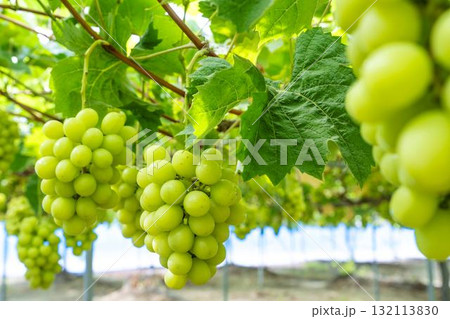 シャインマスカットのぶどう狩り  秋の味覚　宮城県仙台市 132113830