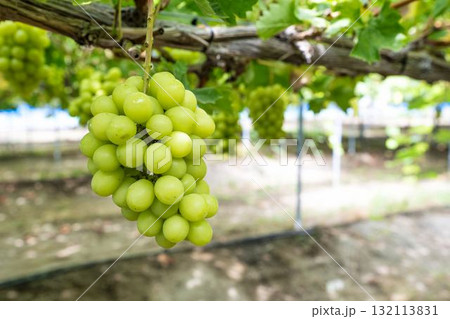 シャインマスカットのぶどう狩り 秋の味覚 宮城県仙台市 シャインマスカットのぶどう狩り 秋の味覚 宮城県仙台市 132113831