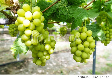 シャインマスカットのぶどう狩り  秋の味覚　宮城県仙台市 132113832