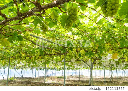 シャインマスカットのぶどう狩り  秋の味覚　宮城県仙台市 132113835