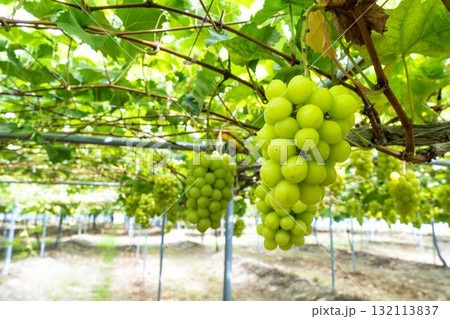 シャインマスカットのぶどう狩り  秋の味覚　宮城県仙台市 132113837