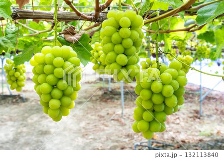 シャインマスカットのぶどう狩り 秋の味覚 宮城県仙台市 シャインマスカットのぶどう狩り 秋の味覚 宮城県仙台市 132113840