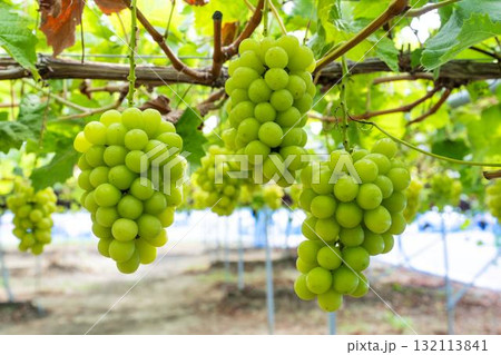 シャインマスカットのぶどう狩り  秋の味覚　宮城県仙台市 132113841