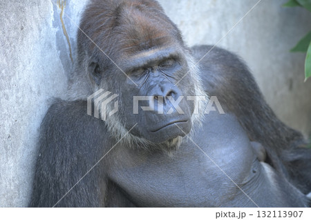 なにごとかを悟ったように目を閉じたゴリラ 132113907