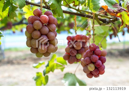 クイーンニーナのぶどう狩り　宮城県仙台市 132113919