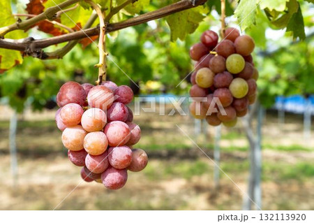 クイーンニーナのぶどう狩り　宮城県仙台市 132113920