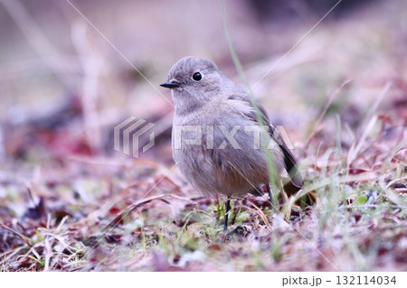 地面に降りたジョウビタキ 地面に降りたジョウビタキ 132114034