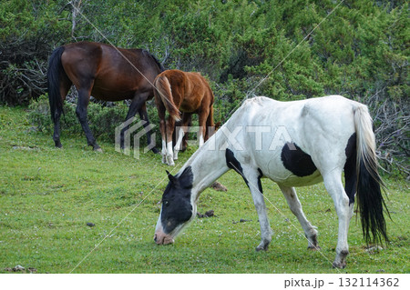 キルギス_Dzhetyoguz_Telety Camp-Kok Jaiyk Valley 132114362