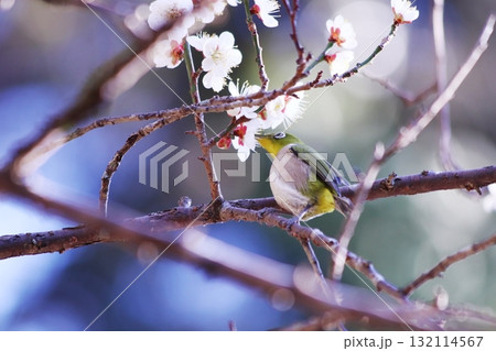 梅の花の蜜を吸うメジロ 132114567