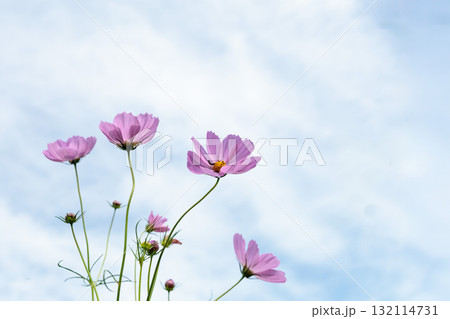 秋の風に踊る妖精のように揺れる色とりどりのコスモスの花たち 秋の風に踊る妖精のように揺れる色とりどりのコスモスの花たち 132114731