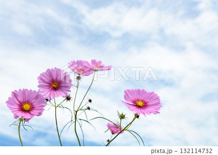 秋の風に踊る妖精のように揺れる色とりどりのコスモスの花たち 秋の風に踊る妖精のように揺れる色とりどりのコスモスの花たち 132114732