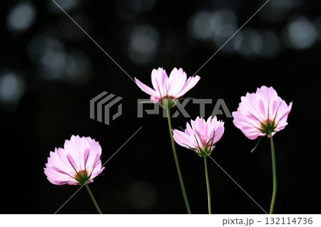 秋の風に踊る妖精のように揺れる色とりどりのコスモスの花たち 132114736